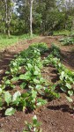 Sustainable-organic-agriculture1-84x150 The Jesuit mission in Bukidnon: Caring for Lumads