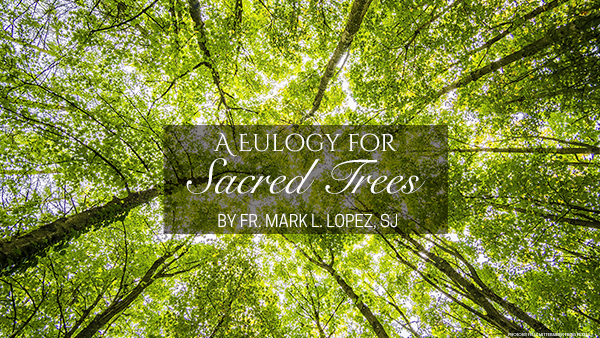 A Eulogy for Sacred Trees